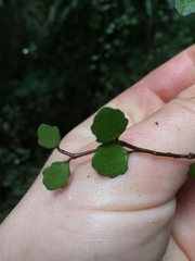 Melicytus micranthus