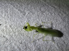 Eumantodea