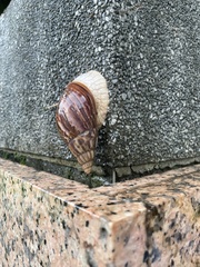 Lissachatina immaculata