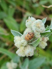 Orsilochides stictica
