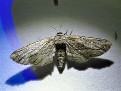 Holochroa dissociarius