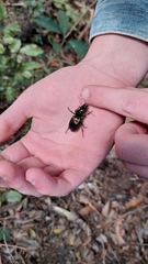 Megadromus antarcticus