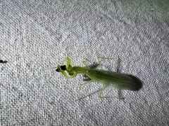 Eumantodea