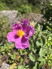Cistus creticus creticus