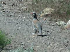 Alectoris chukar