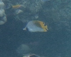 Chaetodon auriga