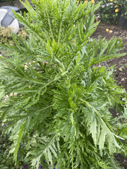 Senecio bipinnatisectus