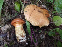 Suillus lakei