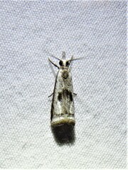 Microcrambus croesus