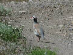 Alectoris chukar