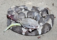 Agkistrodon laticinctus