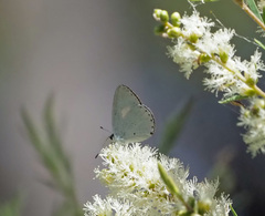 Candalides xanthospilos