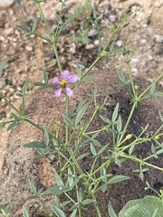 Fagonia laevis