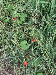 Ipomoea hederifolia