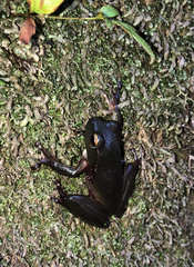 Ranoidea phyllochroa