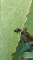 Dilophus nigrostigma