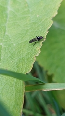 Dilophus nigrostigma