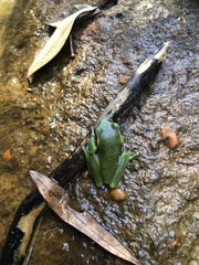 Ranoidea phyllochroa