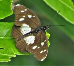 Pseudacraea lucretia tarquinea