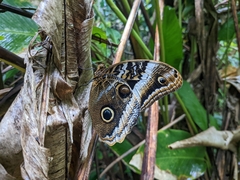 Caligo atreus