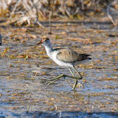 Irediparra gallinacea