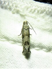 Pelochrista consobrinana