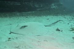 Bathytoshia brevicaudata