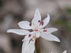 Burchardia multiflora