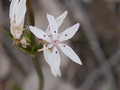 Burchardia multiflora