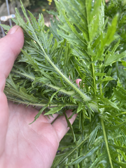 Senecio bipinnatisectus