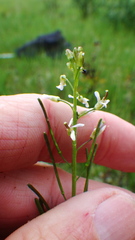Boechera stricta