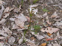 Burchardia multiflora
