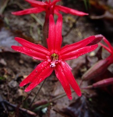 Silene virginica