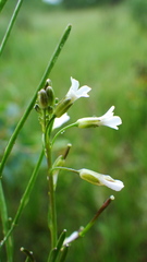 Boechera stricta
