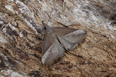 Hypena lividalis