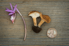 Infundibulicybe squamulosa