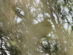 Manorina melanophrys