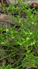 Galium gaudichaudii