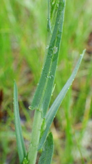 Boechera stricta