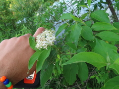 Cornus obliqua