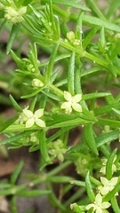 Galium gaudichaudii