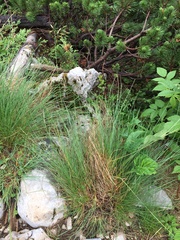 Festuca bosniaca