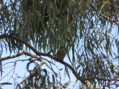 Manorina melanophrys