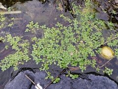 Callitriche stagnalis