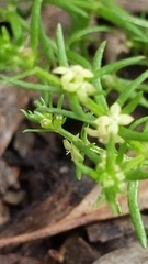 Galium gaudichaudii