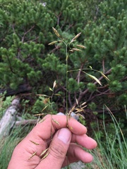 Festuca bosniaca