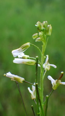 Boechera stricta