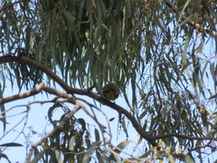 Manorina melanophrys