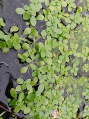 Callitriche stagnalis