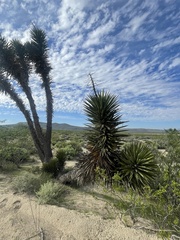 Yucca valida